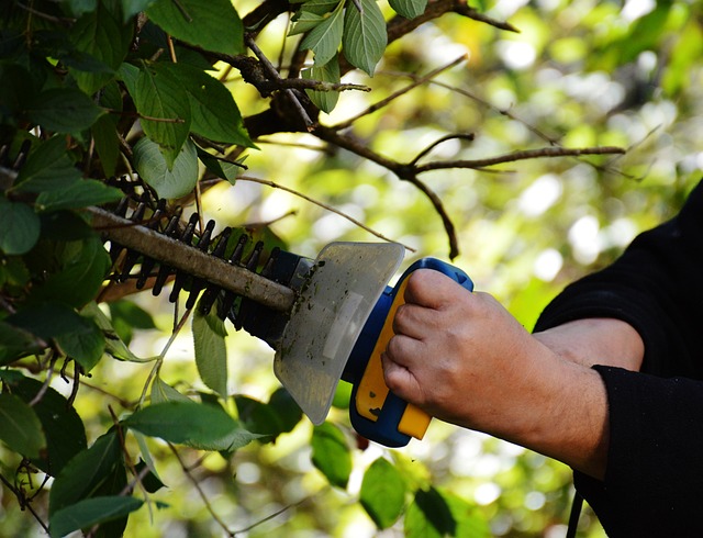 Tools Used For Pruning Trees