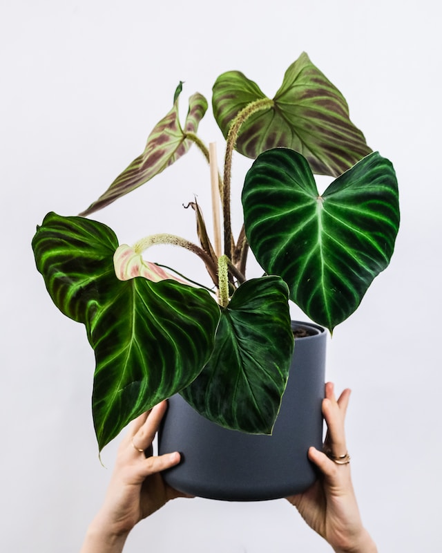Philodendron Plant Care