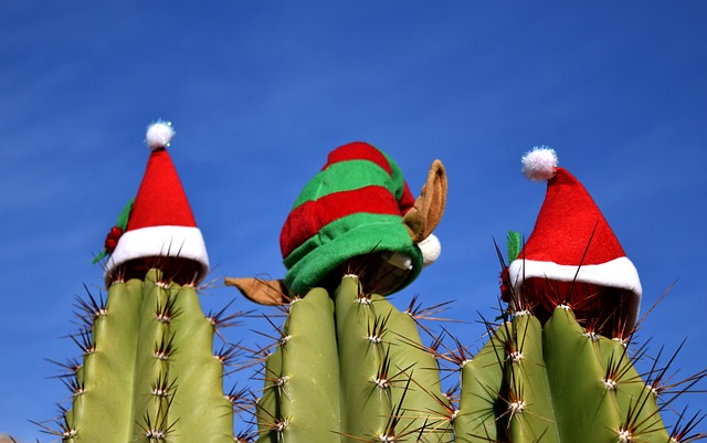 Christmas Cactus Care | plant care