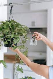 watering Pothos Plant Care