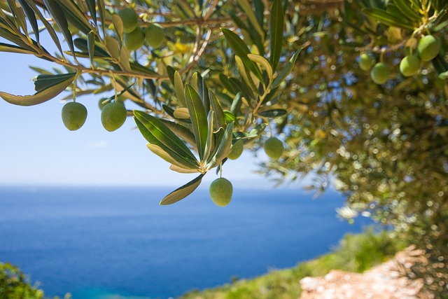 olive tree care