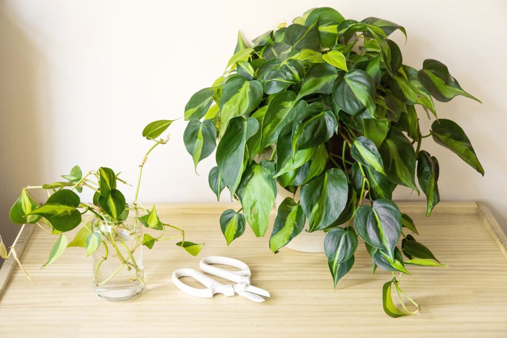 How to Propagate Philodendron in Soil?