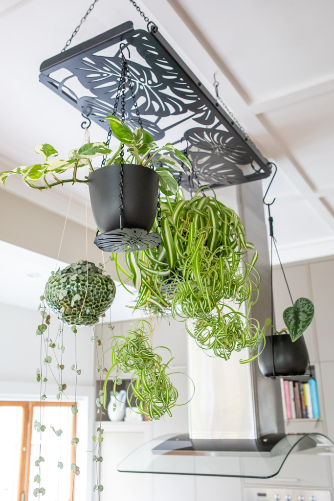Pothos Plant Hanging Ideas